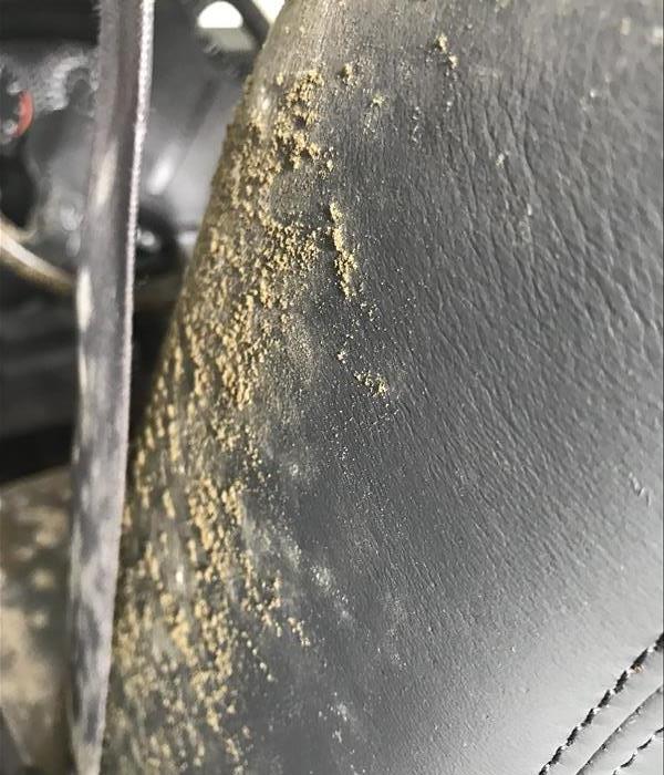 Mold on a surface
